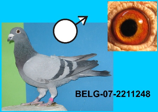 105-BELG-07-2211248