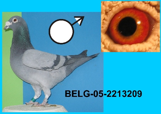 74-BELG-05-2213209