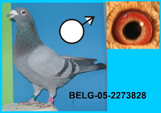 85-BELG-05-2273828