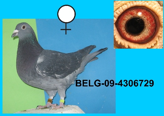 124-BELG-09-4306729