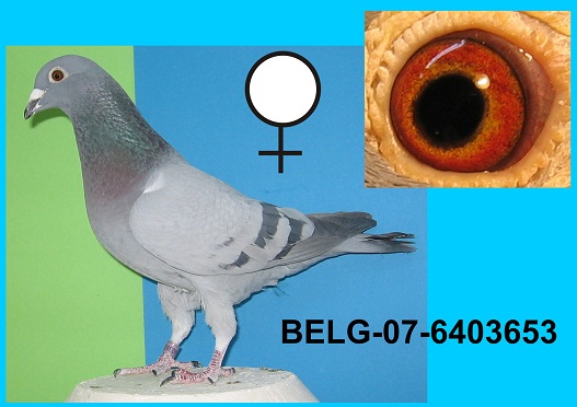 belg-07-6403653"