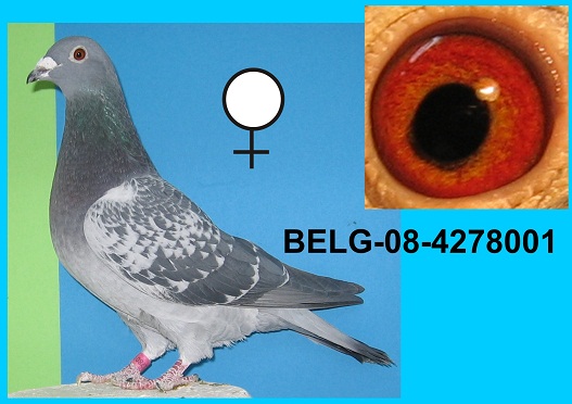 belg-08-4278001