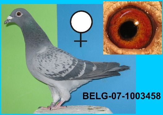BELG-07-1003458