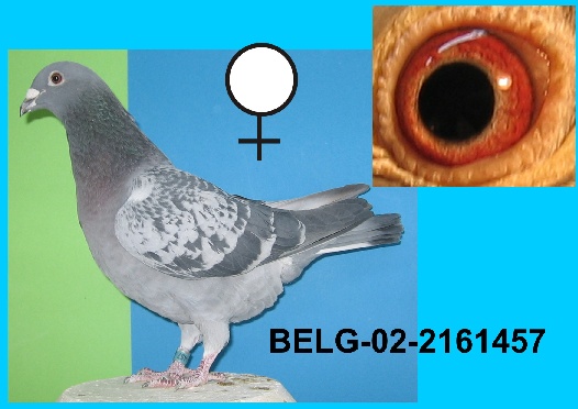 BELG-02-2161457