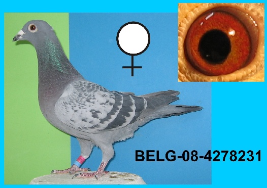 BELG-08-4278231