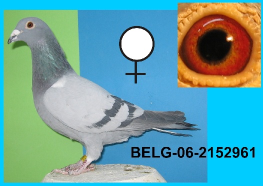 58-BELG-06-2152961