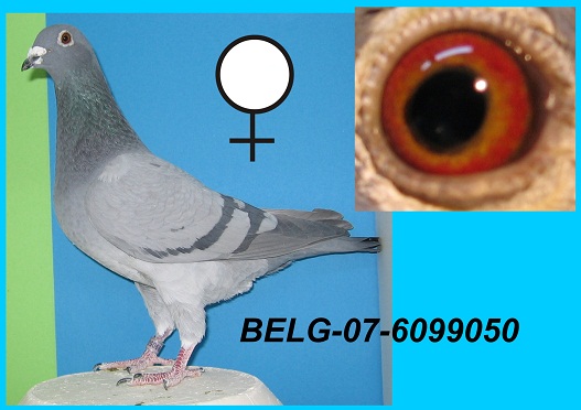 belg-07-6099050